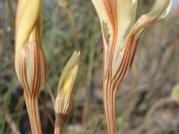 Lapeirousia fabricii flowing lines